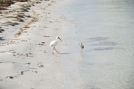 wildlife on cayo costa