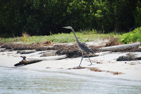 wildlife on cayo costa