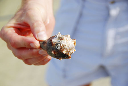 fighting conch shell on cayo costa