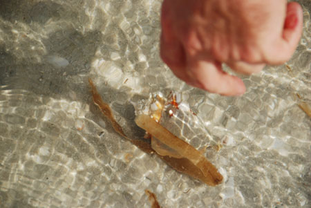 beautiful pristine shelling on cayo costa