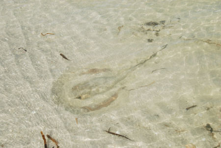 sting ray along the shore on cayo costa's bayside