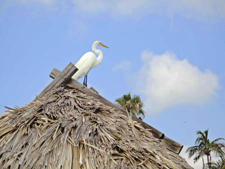 heron on captiva